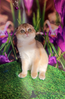 Photo №2 to announcement № 63222 for the sale of scottish fold - buy in Ukraine breeder