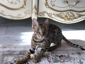 Photo №1. savannah cat - for sale in the city of Мальтиньяно | negotiated | Announcement № 40295