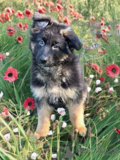 Photo №2 to announcement № 161869 for the sale of german shepherd - buy in United States private announcement, breeder
