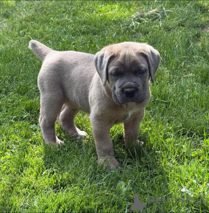 Photo №1. cane corso - for sale in the city of Aalborg | 671$ | Announcement № 173399