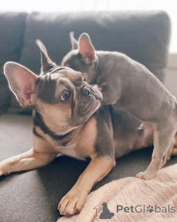 Photo №2 to announcement № 153743 for the sale of french bulldog - buy in Germany breeder