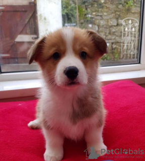 Photo №1. welsh corgi - for sale in the city of Maastricht | Is free | Announcement № 123947