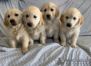 Photo №1. golden retriever - for sale in the city of Wyoming | 300$ | Announcement № 36305