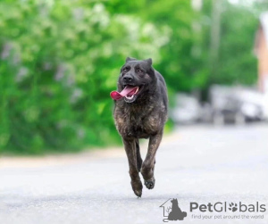 Photo №3. Eva is a playful and good-natured dog looking for a home!. Russian Federation