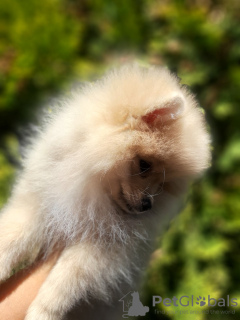 Photo №4. I will sell pomeranian in the city of Krivoy Rog. private announcement - price - 257$