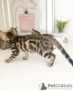 Photo №4. I will sell bengal cat in the city of Goslar. private announcement - price - 317$