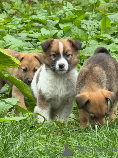 Photo №1. non-pedigree dogs - for sale in the city of Minsk | Is free | Announcement № 176716