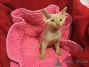 Photo №2 to announcement № 171564 for the sale of devon rex - buy in Finland private announcement, breeder