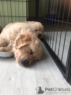 Additional photos: Healthy Intelligent Golden Retriever Puppies for sale now