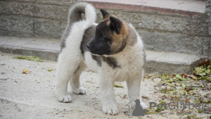 Additional photos: American Akita puppies for sale