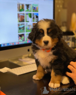 Photo №2 to announcement № 89100 for the sale of bernese mountain dog - buy in Switzerland private announcement