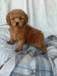 Photo №1. poodle (toy) - for sale in the city of Helsinki | 516$ | Announcement № 165677