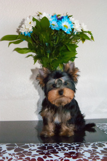 Photo №4. I will sell yorkshire terrier in the city of St. Petersburg. breeder - price - 260$