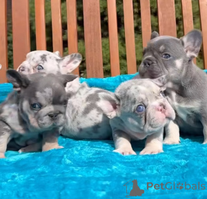 Photo №1. french bulldog - for sale in the city of Killarni | 733$ | Announcement № 163025