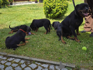 Photo №3. Rottweiler puppies for adoption.. Finland