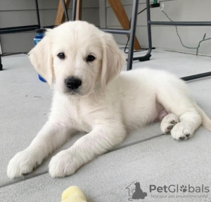 Photo №1. golden retriever - for sale in the city of Zürich | 370$ | Announcement № 65043