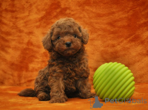 Photo №2 to announcement № 159121 for the sale of poodle (toy) - buy in Finland 