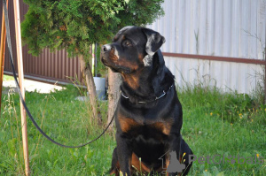 Photo №3. Rottweiler puppies. Belarus
