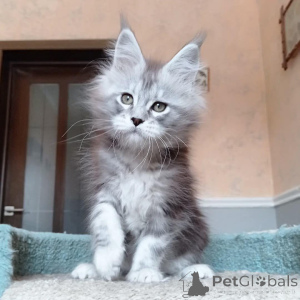 Photo №1. maine coon - for sale in the city of Aldershot | negotiated | Announcement № 146003