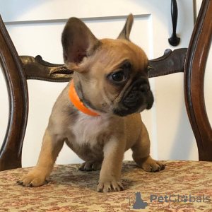 Photo №4. I will sell french bulldog in the city of Franeker. private announcement - price - 350$