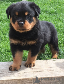 Photo №1. rottweiler - for sale in the city of Almer | negotiated | Announcement № 168419