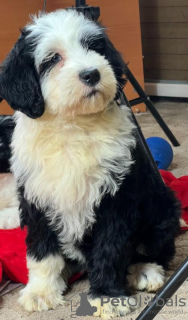 Additional photos: Portuguese Water Dog puppies