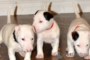 Photo №1. bull terrier - for sale in the city of Prague | 300$ | Announcement № 111203