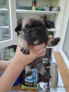 Photo №1. french bulldog - for sale in the city of Dnipro | negotiated | Announcement № 66705