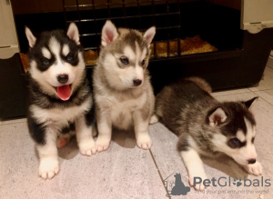 Photo №1. siberian husky - for sale in the city of Лаврентия | 606$ | Announcement № 10732