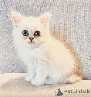 Photo №1.  - for sale in the city of Toronto | Is free | Announcement № 162002