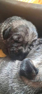 Photo №2 to announcement № 157212 for the sale of standard schnauzer - buy in Serbia 