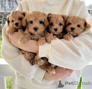 Photo №2 to announcement № 167685 for the sale of maltipu - buy in Germany private announcement, breeder