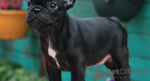 Photo №3. french bulldog. Germany