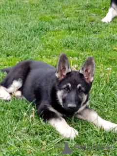 Photo №3. East European Shepherd puppy. Belarus