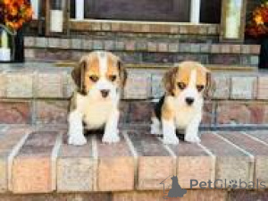 Photo №1. beagle - for sale in the city of Brussels | 723$ | Announcement № 166587
