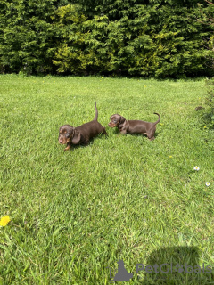 Photo №2 to announcement № 100218 for the sale of dachshund - buy in Germany private announcement