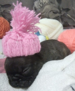 Additional photos: I will sell puppies of the French bulldog