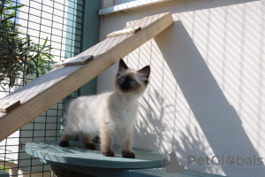 Photo №3. Vaccinated Ragdoll Kittens available for Sale. Germany