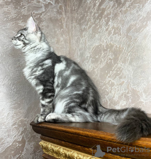 Photo №1. maine coon - for sale in the city of Quedlinburg | 423$ | Announcement № 106944