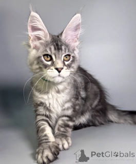 Photo №2 to announcement № 163663 for the sale of maine coon - buy in Germany breeder