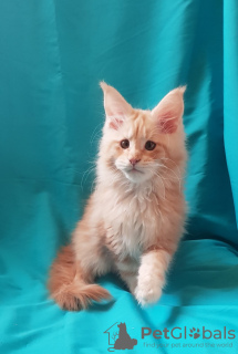 Photo №2 to announcement № 8545 for the sale of maine coon - buy in Ukraine from nursery