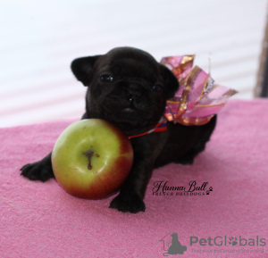 Photo №4. I will sell french bulldog in the city of Москва. breeder - price - 615$