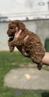 Photo №4. I will sell poodle (toy) in the city of Inđija. breeder - price - negotiated