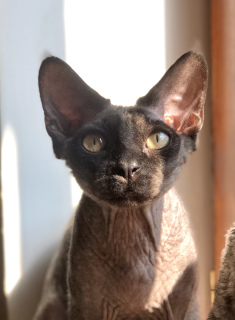 Photo №1. devon rex - for sale in the city of Kharkov | 386$ | Announcement № 5718