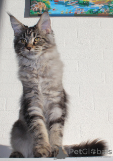 Photo №1. maine coon - for sale in the city of Domodedovo | 1774$ | Announcement № 17058