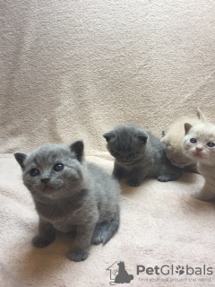 Photo №4. I will sell british shorthair in the city of Bamberg. private announcement, breeder - price - 370$