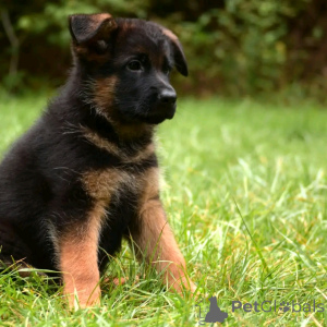 Photo №2 to announcement № 137162 for the sale of german shepherd - buy in Germany breeder