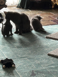 Photo №3. Mainecoon Kittens health guaranteed. Switzerland