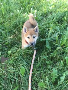 Photo №2 to announcement № 7862 for the sale of shiba inu - buy in Belarus private announcement