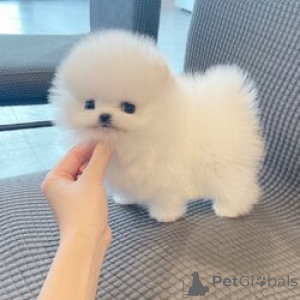 Photo №1. pomeranian - for sale in the city of Bern | 413$ | Announcement № 155206